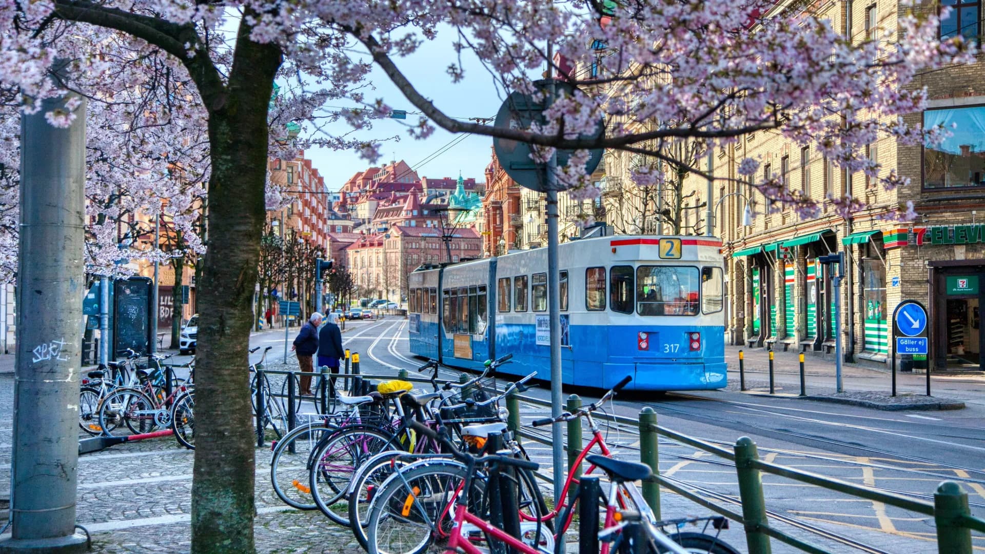 Göteborgsspårvagn under blommande körsbärsträd en vårdag.